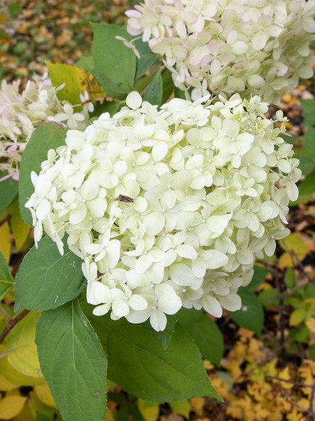 MJ_2019-10-19_14-01-54_08838.jpg